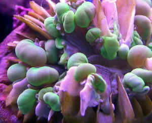Salt Water Corals